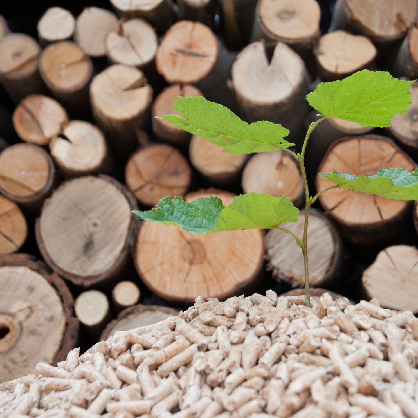 renewable feedstock