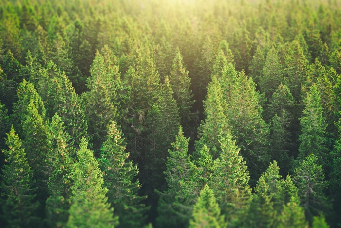 forrest of trees