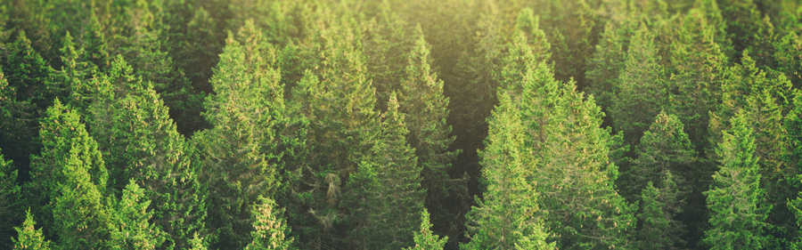 forrest trees